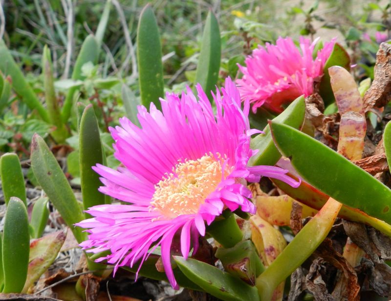 Carpobrotus acinaciformis / Fico degli Ottentotti comune
